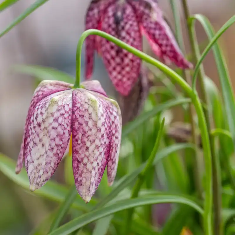 What is the benefit of fritillary bulb extract?